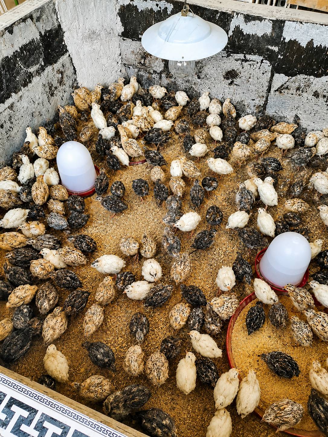 فروش بلدرچین 40 روزه (خانگی و سالم) — عکس ۱