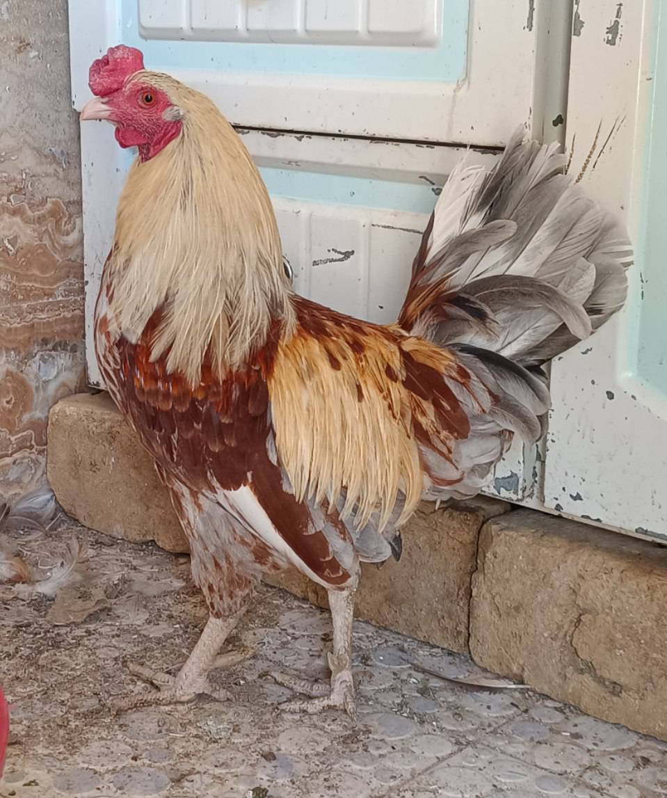 فروش خروس جیرفتی یکساله (سالم و سرحال) — عکس ۱
