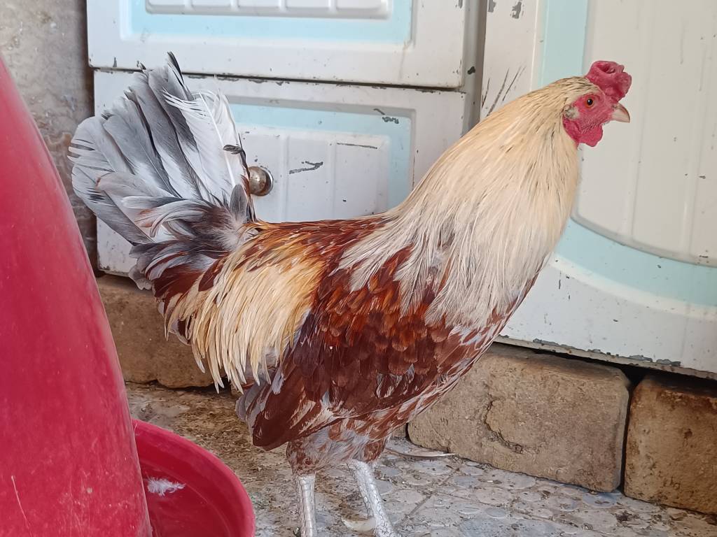 فروش خروس جیرفتی یکساله (سالم و سرحال) — عکس ۲