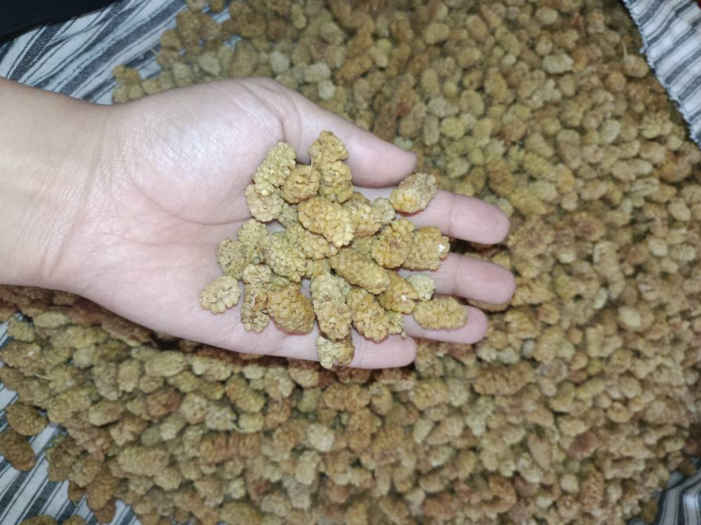 فروش توت خشک — عکس ۱