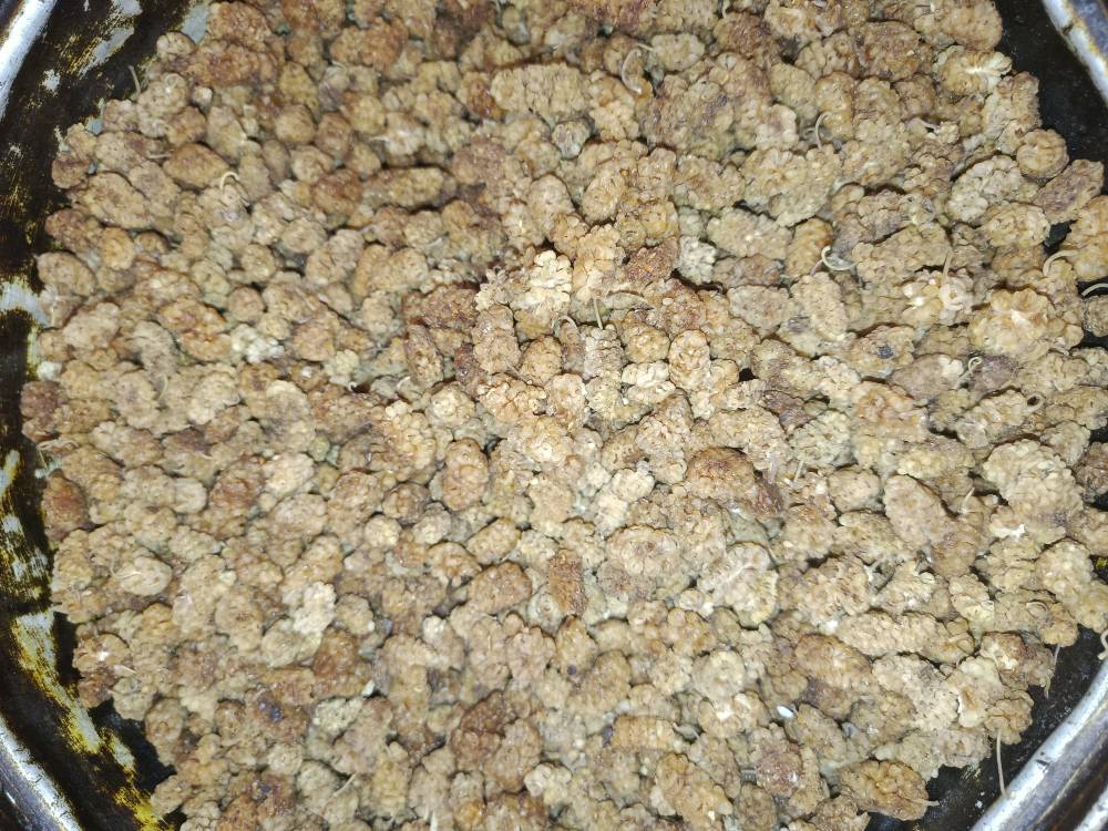 فروش توت خشک درجه دو — عکس ۱