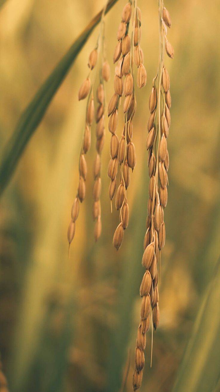 برنج عطر دورود — عکس ۲